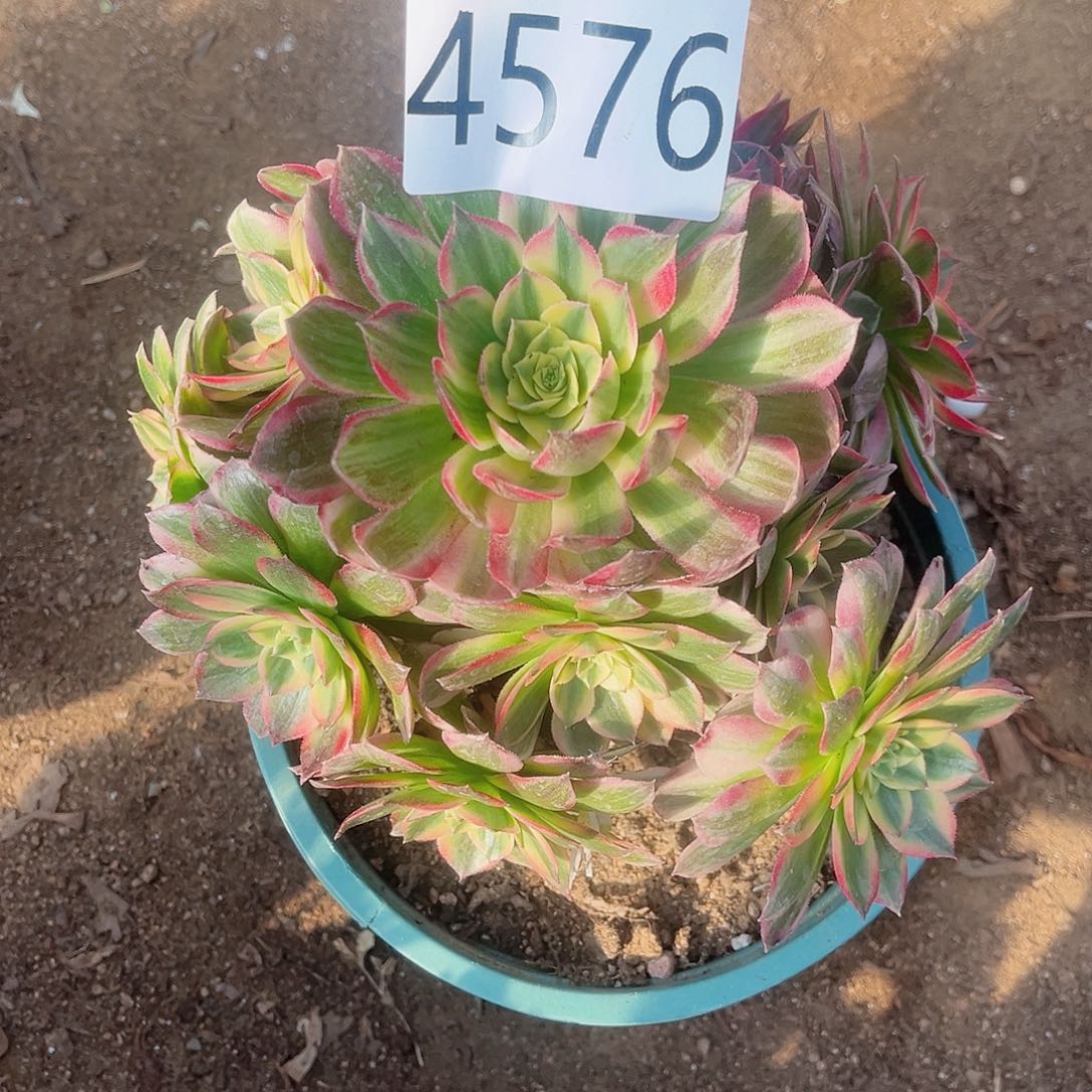 4576海仙多肉植物