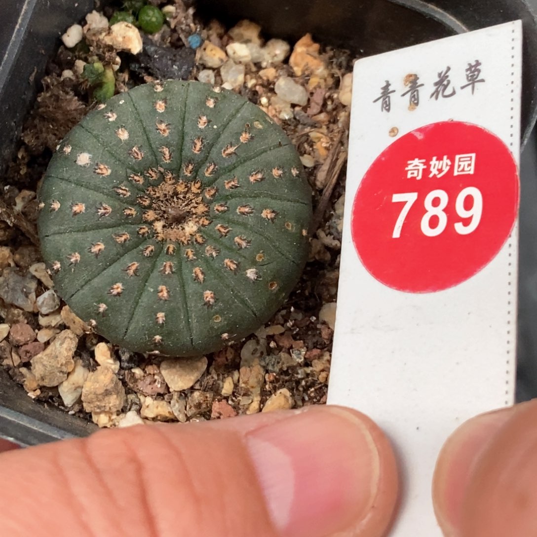 实生大型士童一棵仙人球