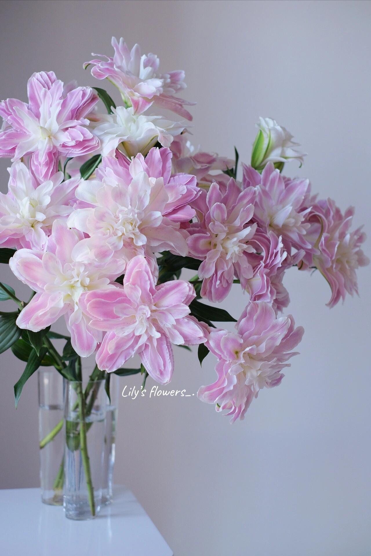 婵之语花咖莲花仙子重瓣百合仙气飘飘直发