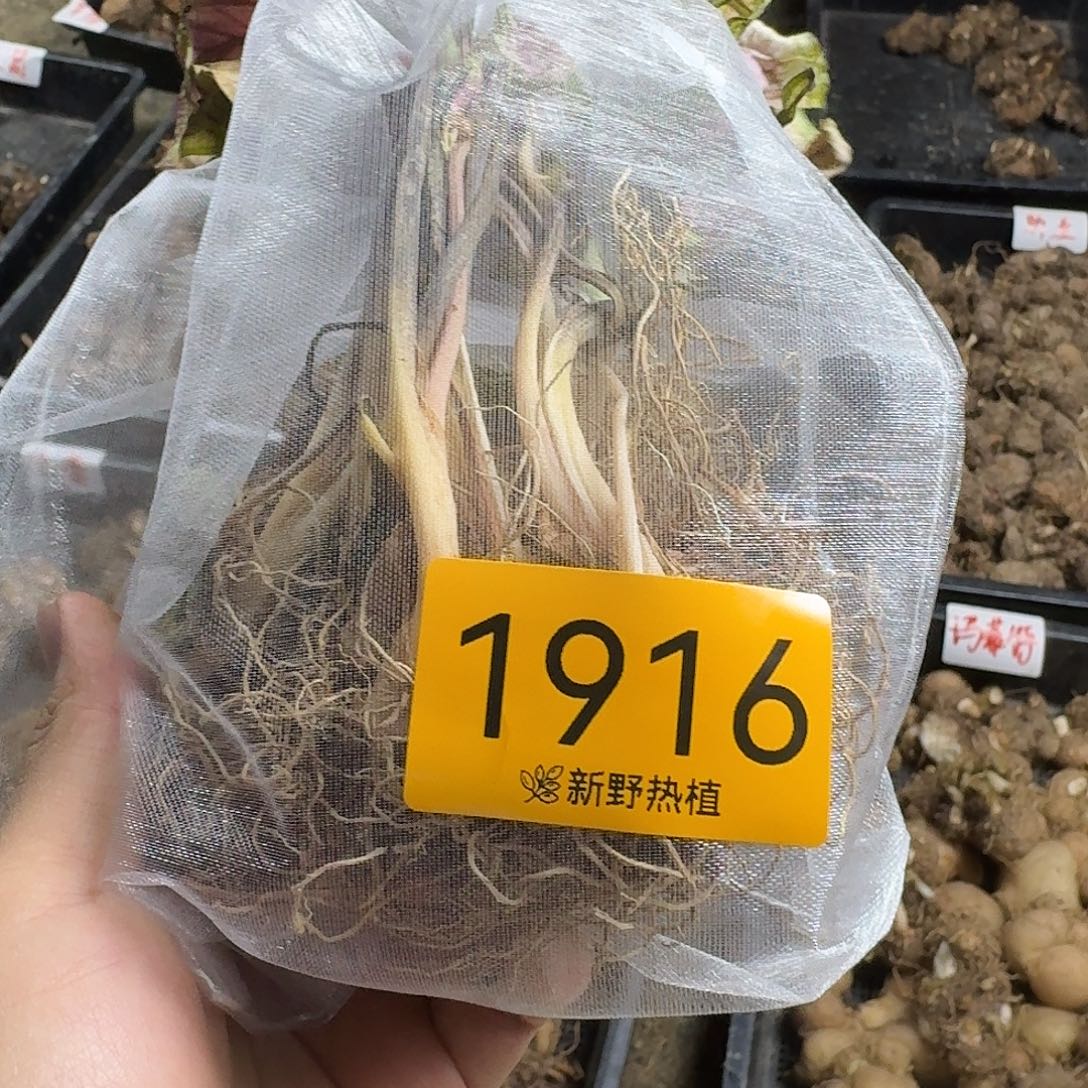 完全开放1916糖果时光裸球不售后