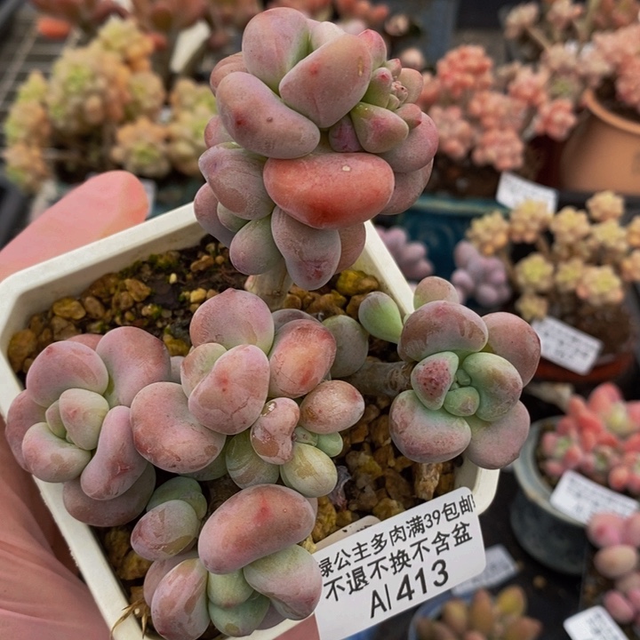 腰子红洛神9cm413多肉植物