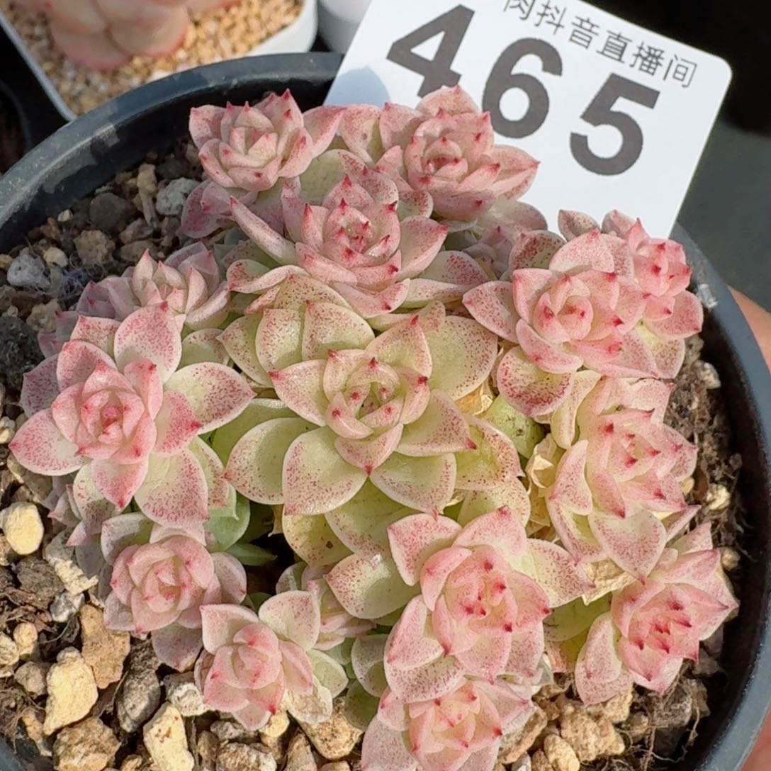 麦秆群生         精品多肉