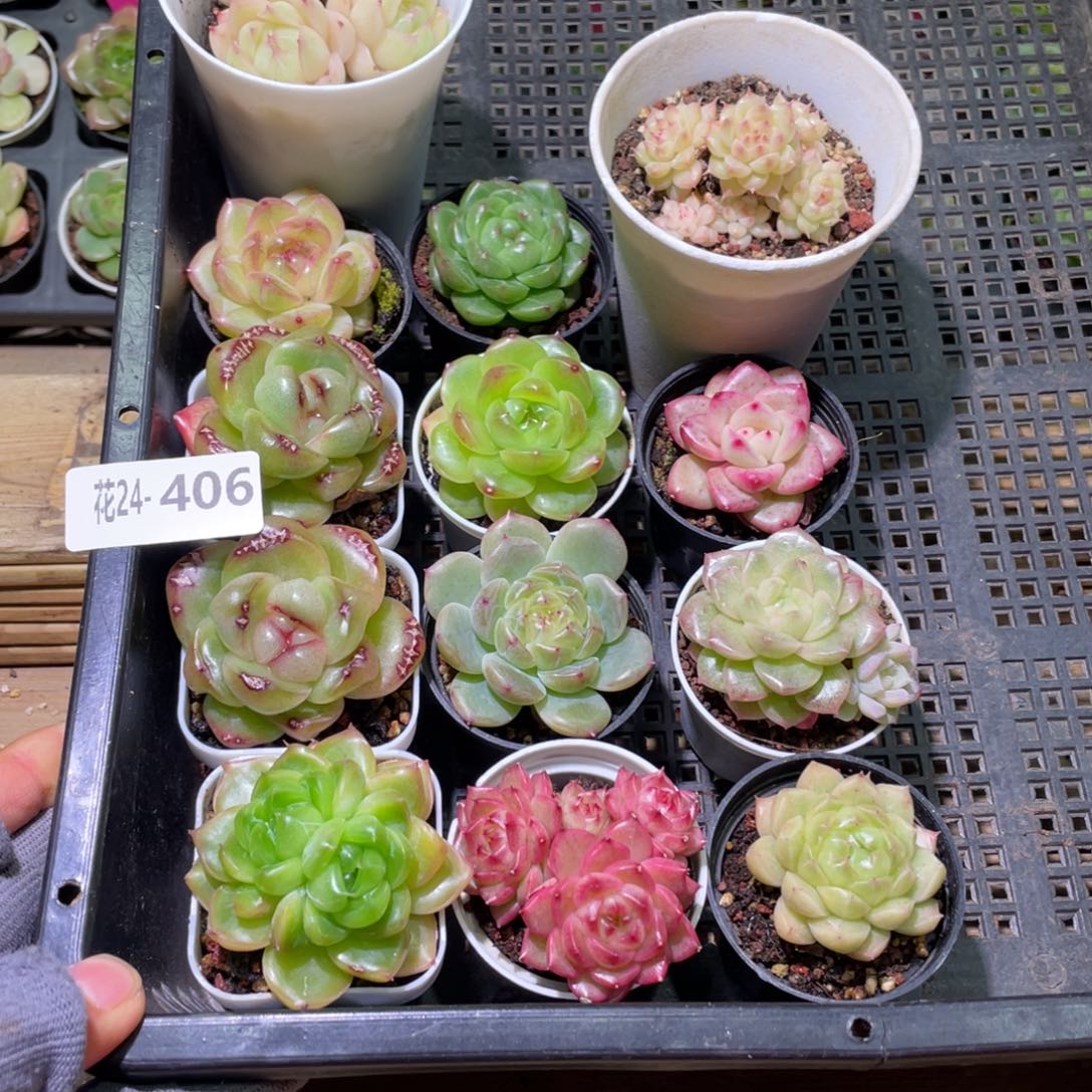 花利美24-406框拍13颗