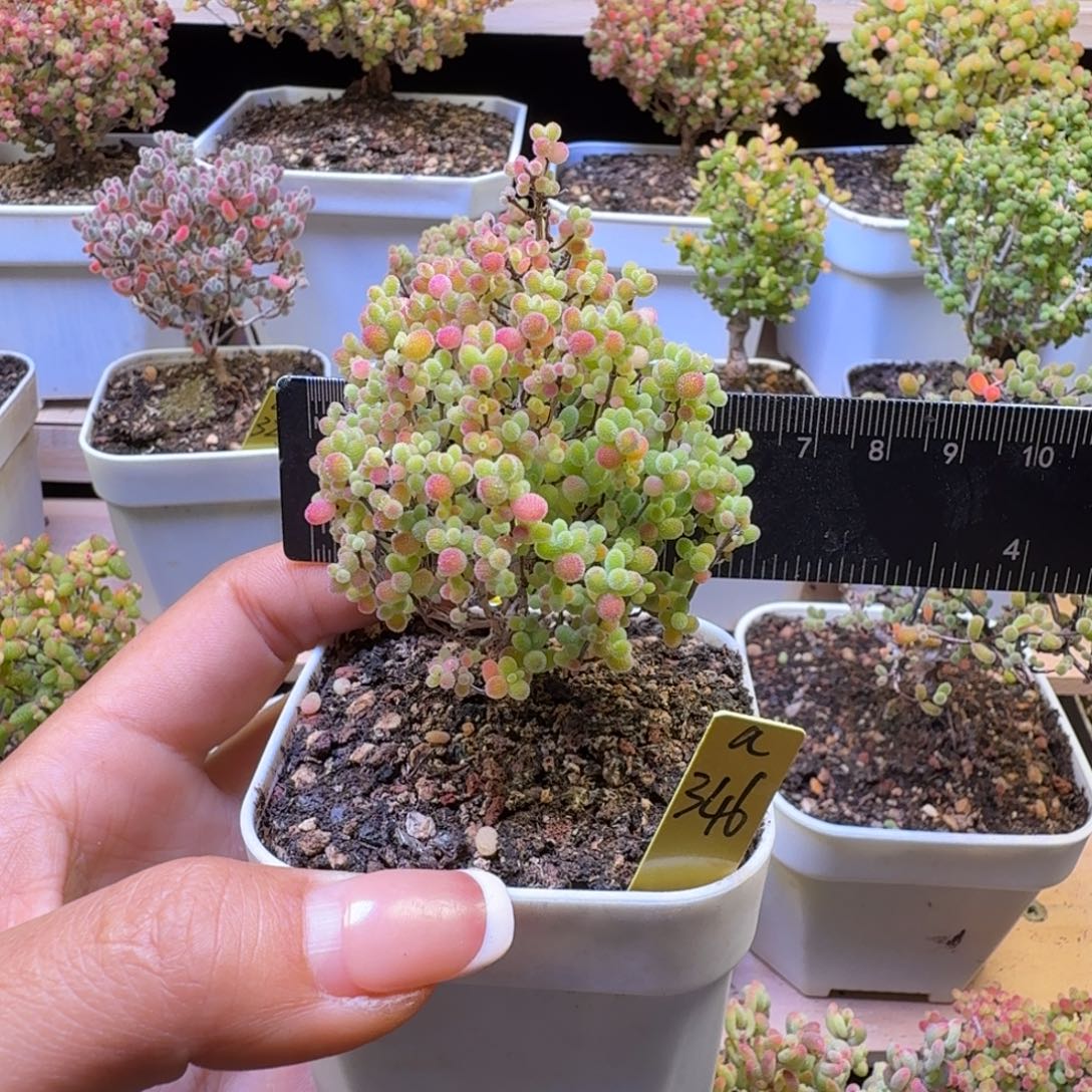 柠****a346号蜜橘冠服6厘米左右