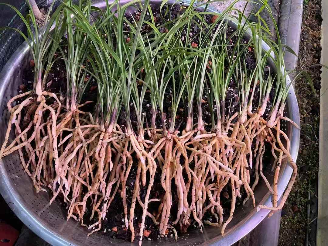 精装高温蒸煮兰花专用土植料4：1颗粒