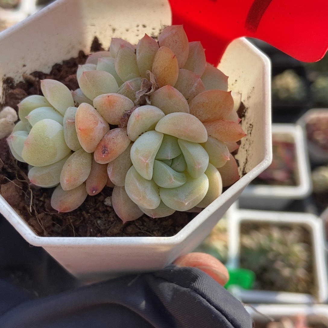 699幻梦多肉植物保护