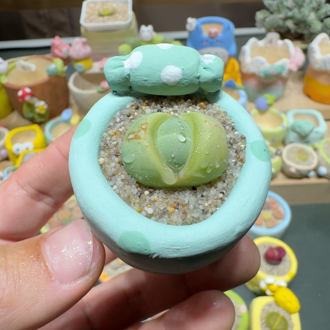 红陶蘑菇716绿春桃