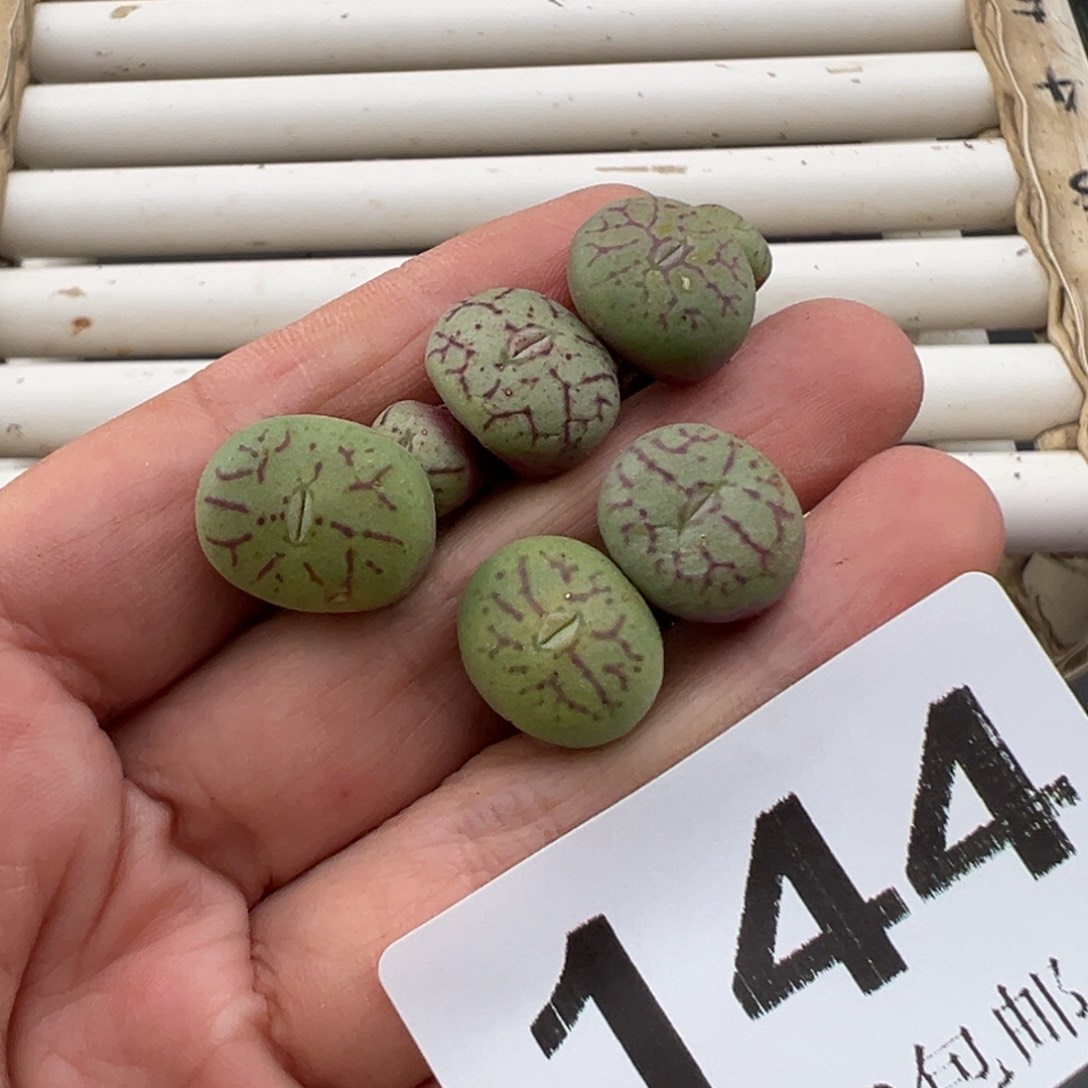 3.6好看的多肉脱土发货144