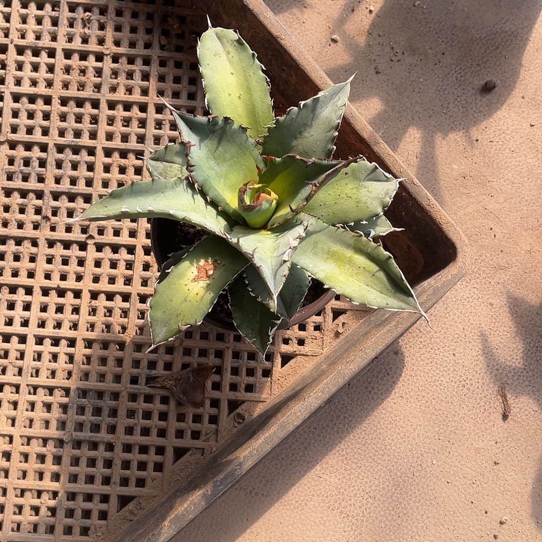 苍***呀白鲸龙舌兰花卉绿植