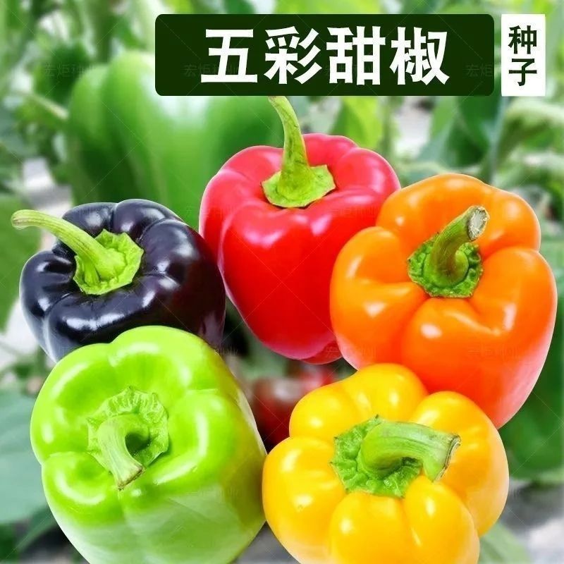 [店长推荐]五彩甜椒高产种子灯笼椒红紫黄橙绿太空椒彩色蔬菜种