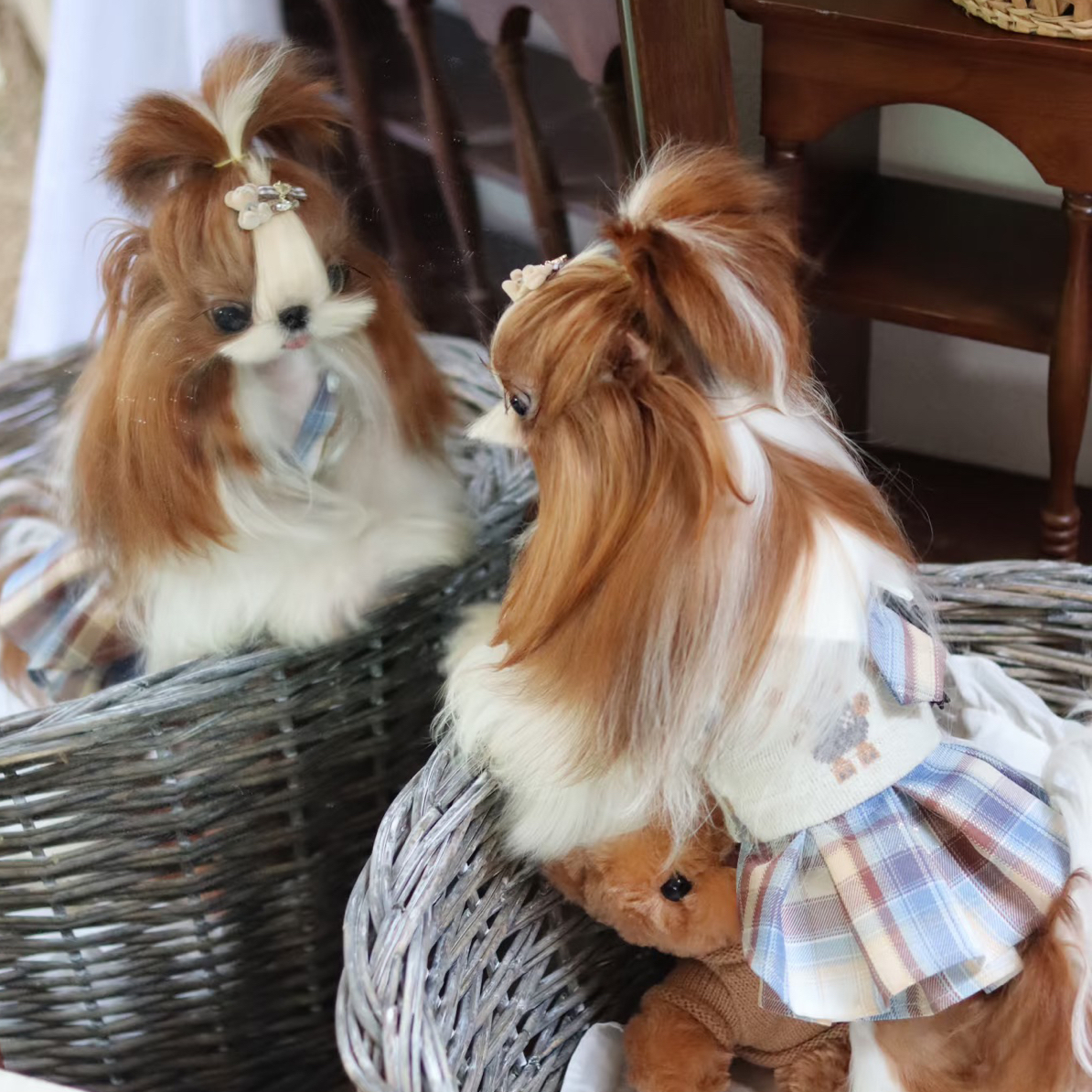 黑白花阿布索犬（拉萨本地繁殖）