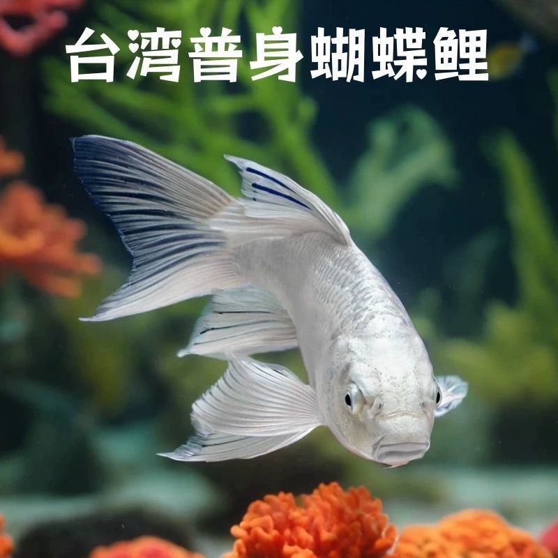 台湾精品纯种赛级普身蝴蝶鲤贵妃体观赏鱼冷水鱼好养易活