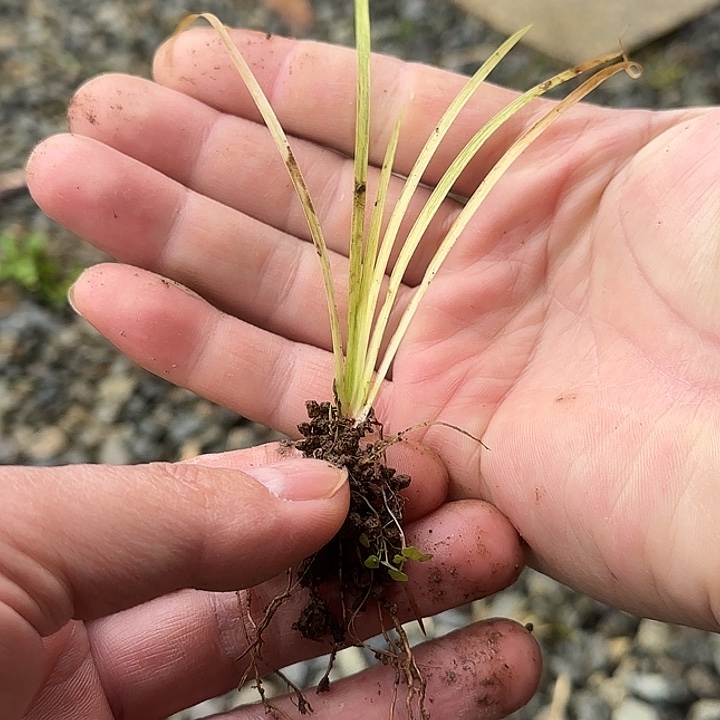 无花朵一物一拍 谢谢支持
