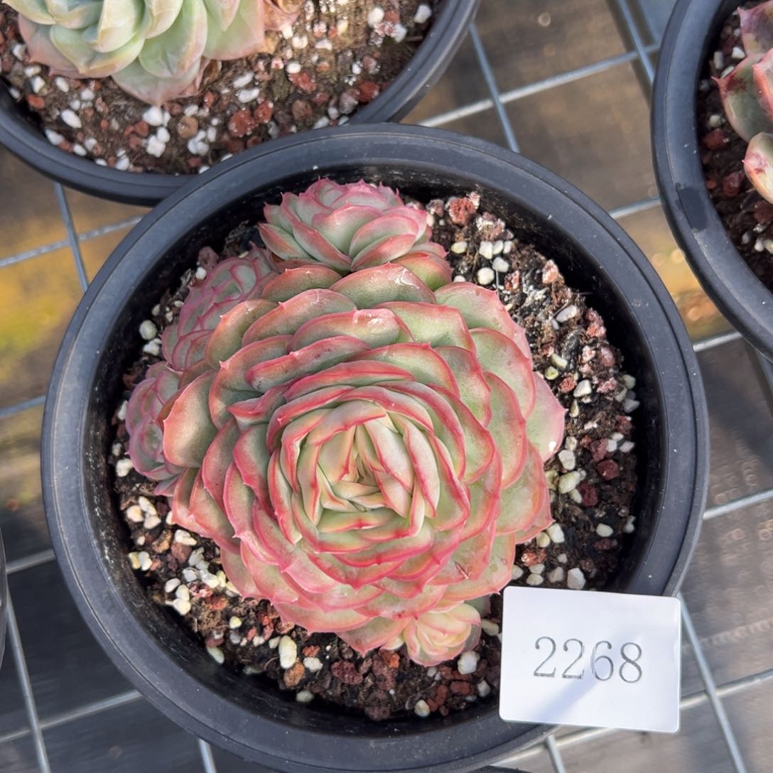 果**！2268肉肉肉肉肉肉