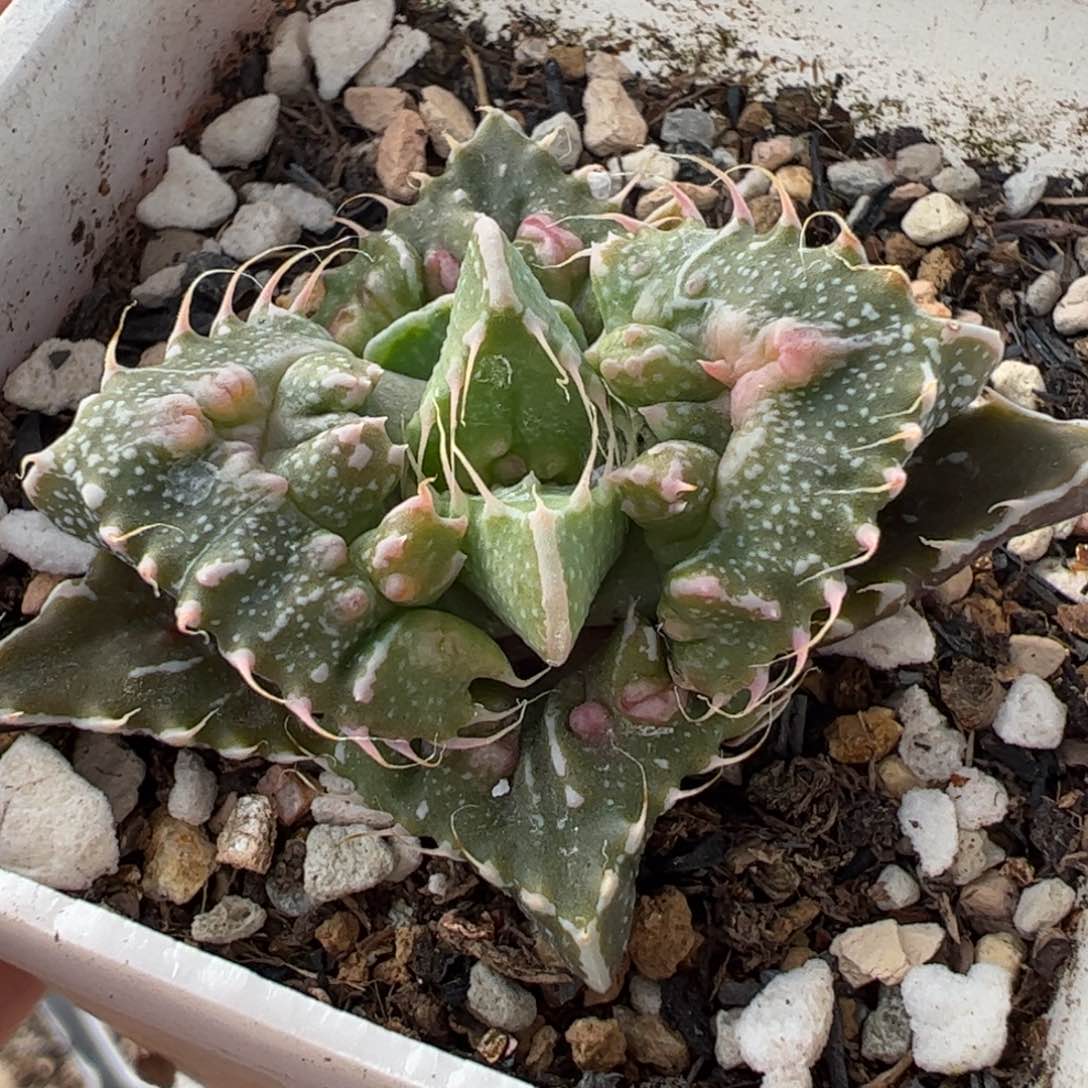 621多肉植物百科