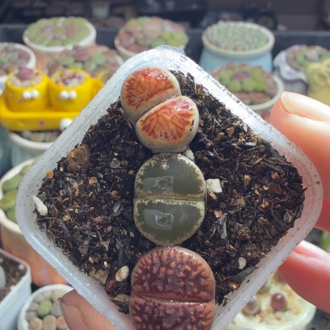 多肉植物和植物的生长608
