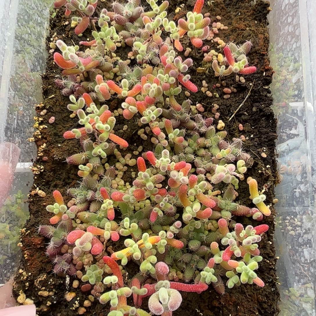 009混播切糕优选枝干番杏