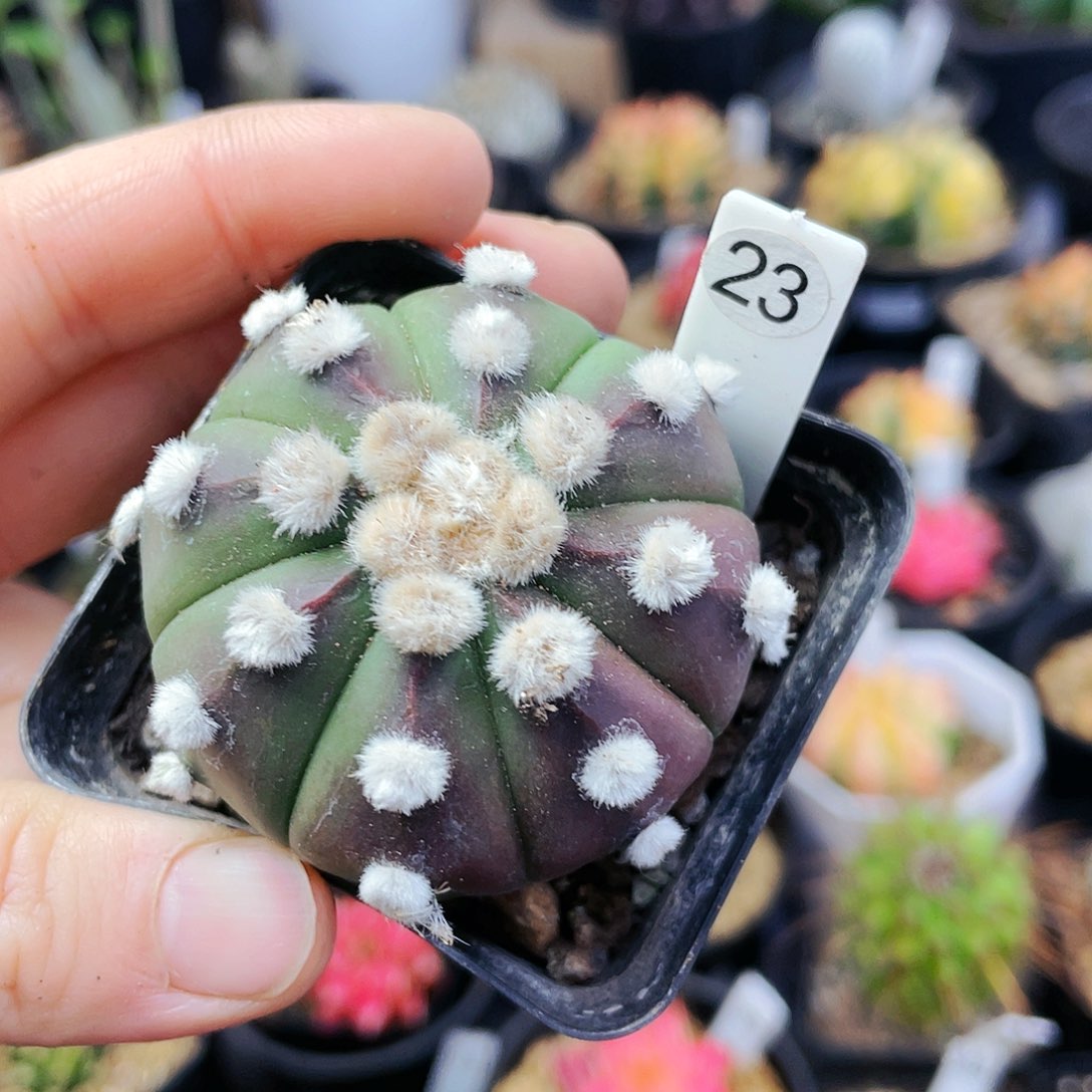 非偏远地区25包邮仙人球