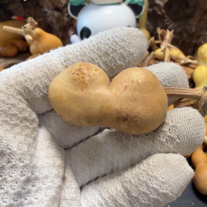 酒***子67677777777777777）hh