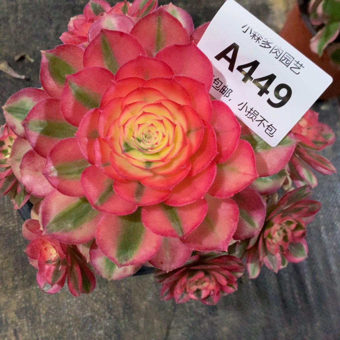 曹*姐449倾城88888888