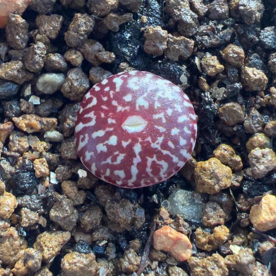 054多肉植物种类多样