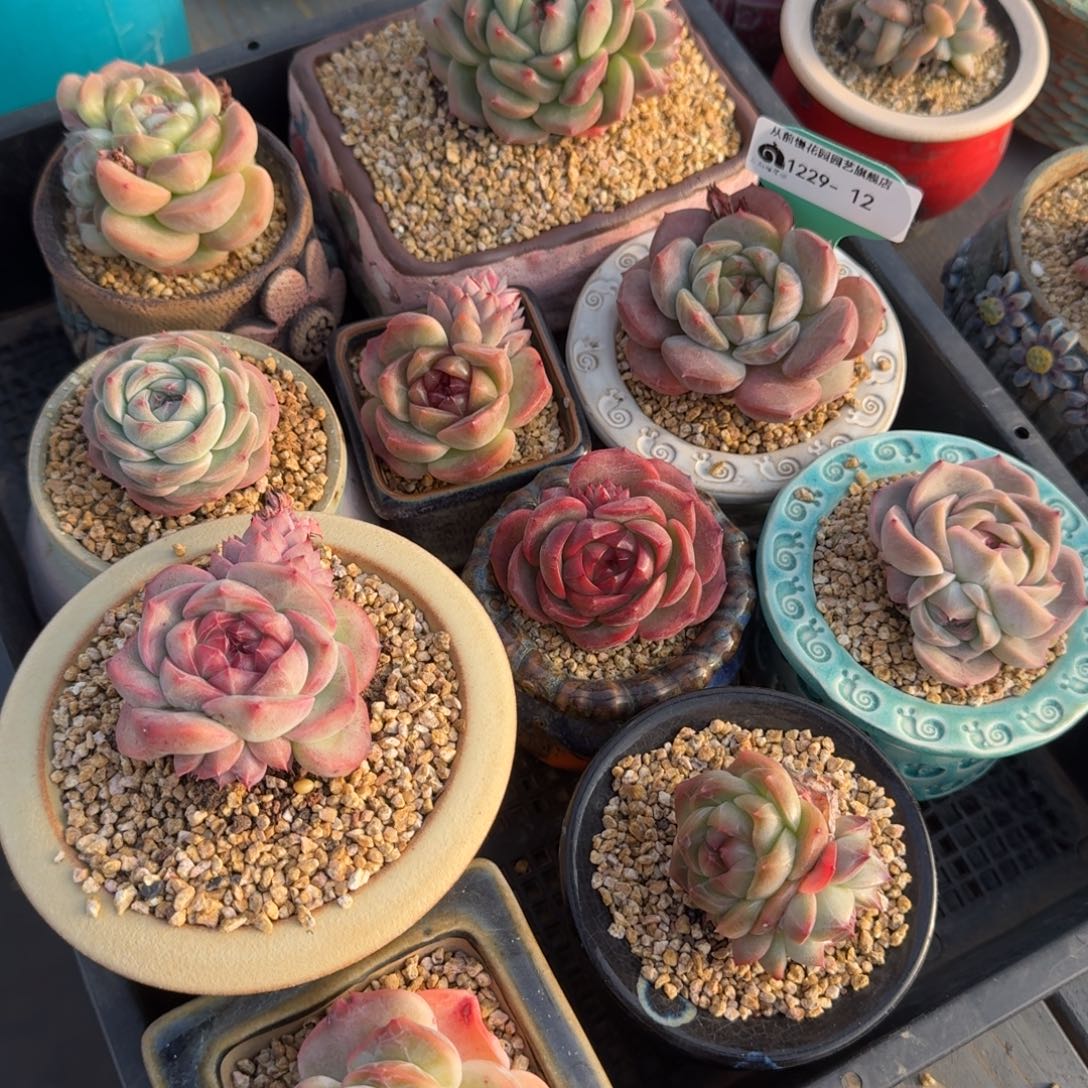 从前慢多肉精选编号1229.12