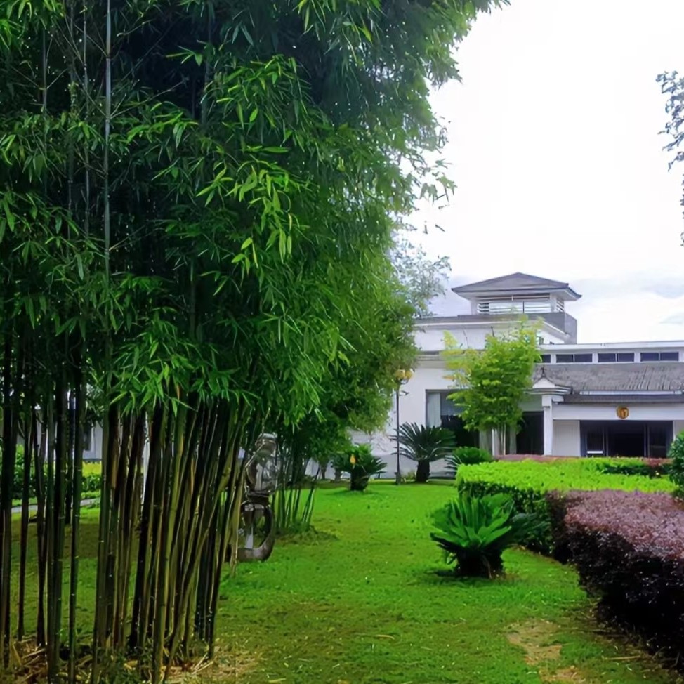 竹子苗水草庭院植物四季常青绿化黄金竹苗罗汉竹紫竹青竹苗篱笆