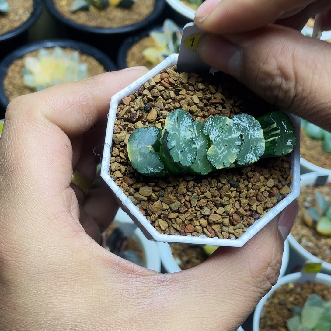 北斋玉扇锦十二卷