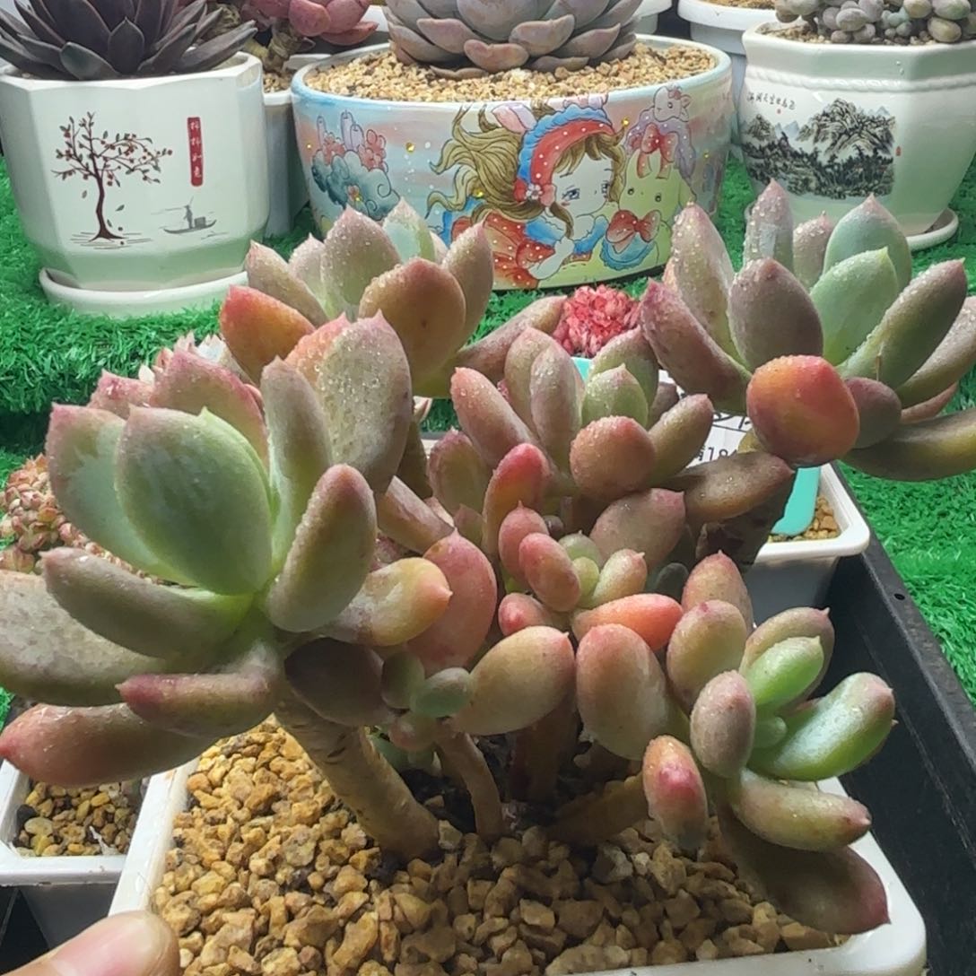 唐二姐多肉编号161