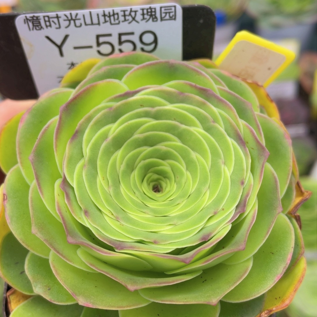 童话气球一物一拍559