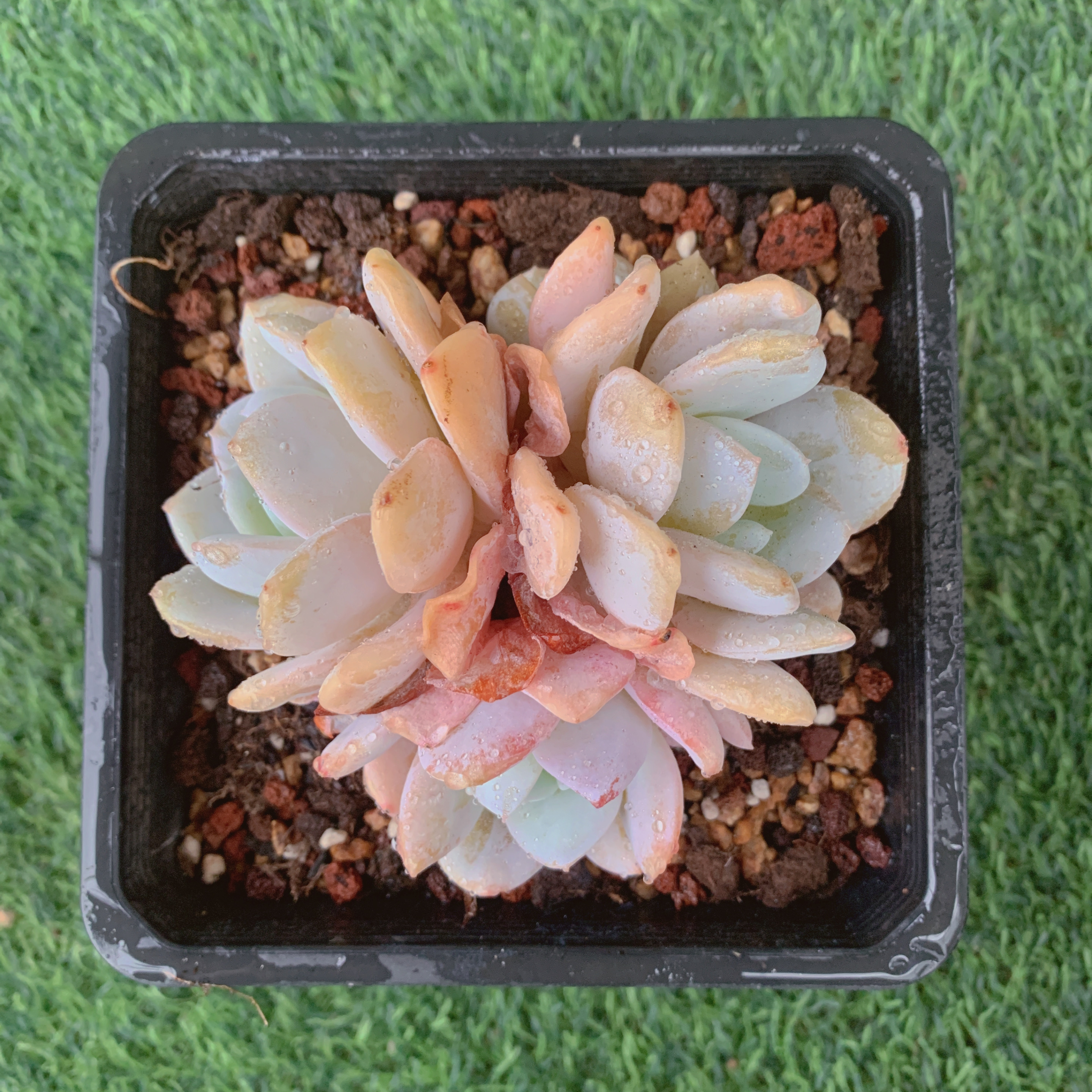 雪特群 8-10CM【花界草堂】精品多肉 阳台盆栽 一单包邮