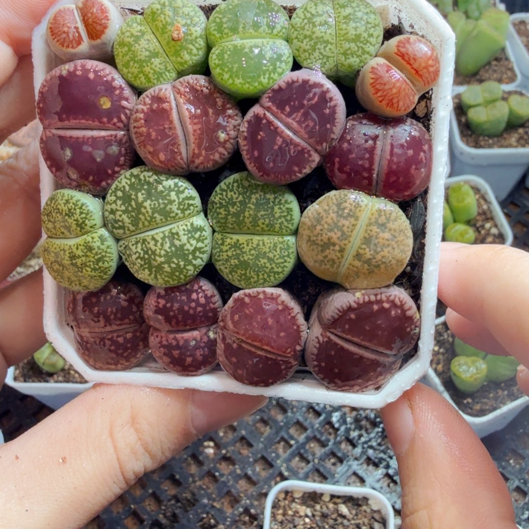多肉植物的生长发育和生长655