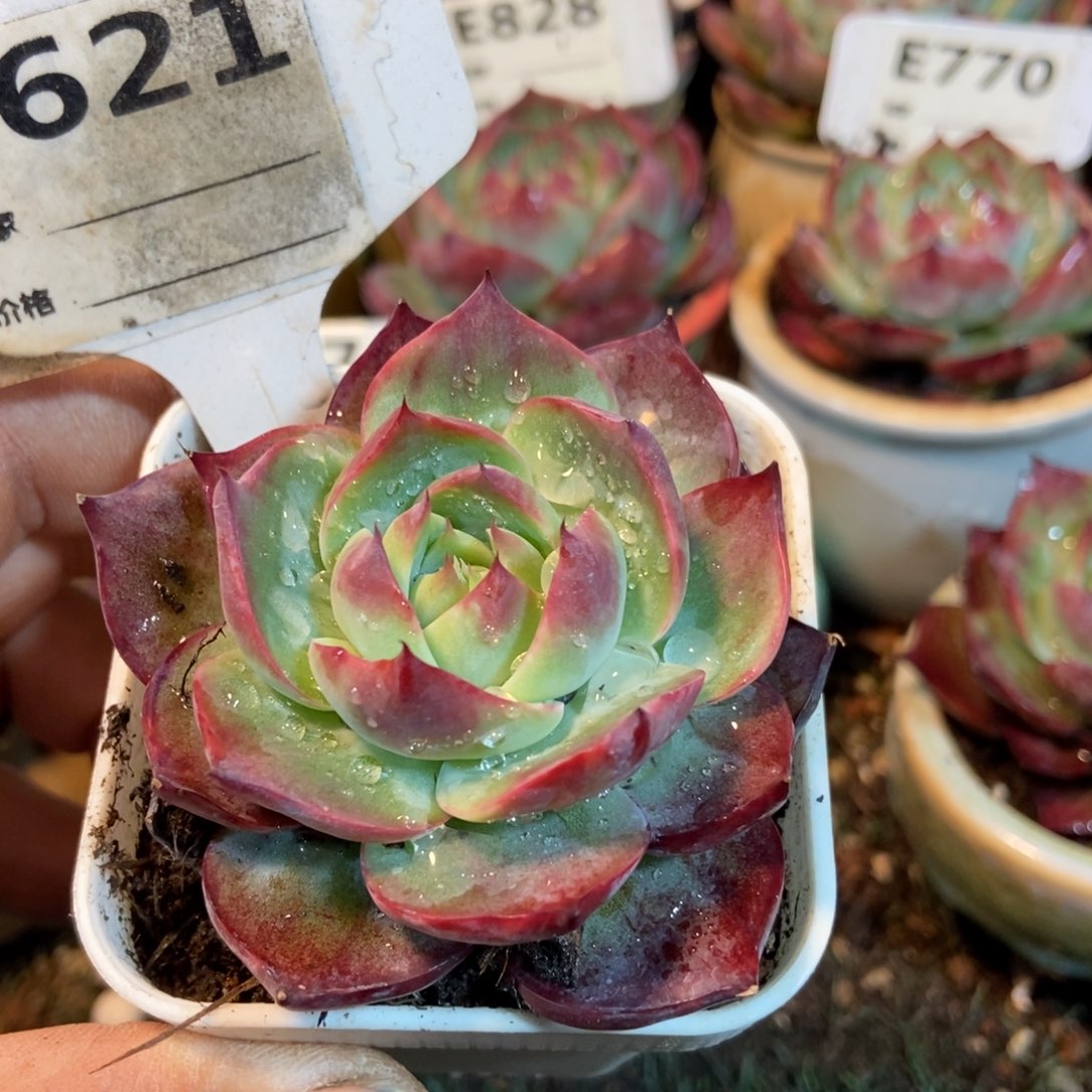 惊鸿一瞥621号楼