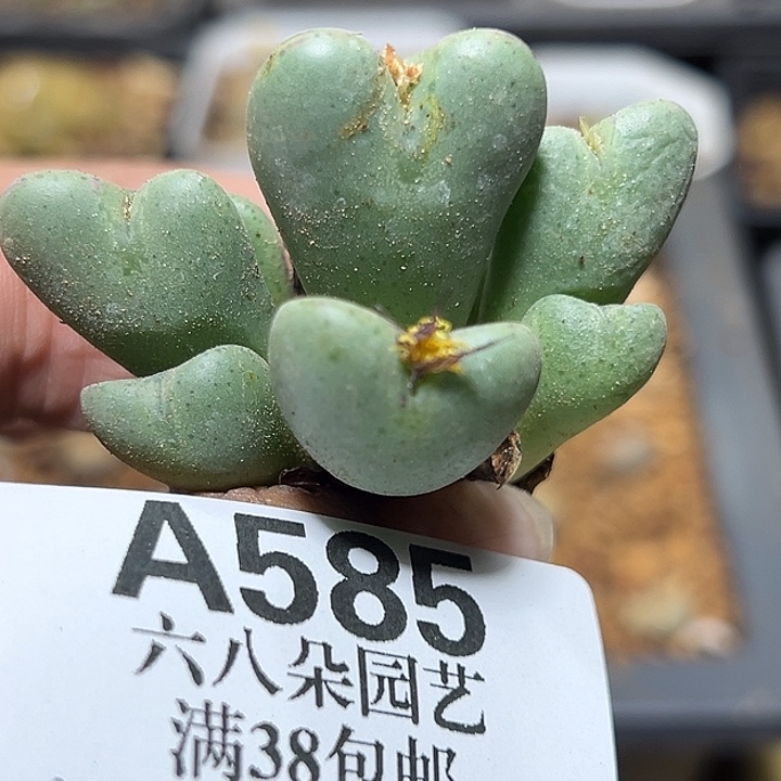 585号特价少将xyxyxyxyxy