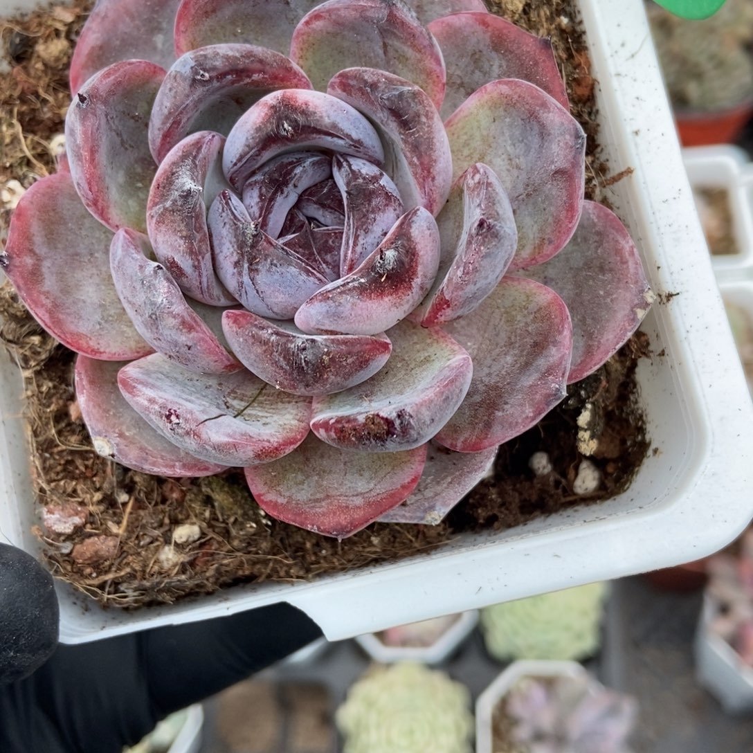100黑橙多肉植物多肉