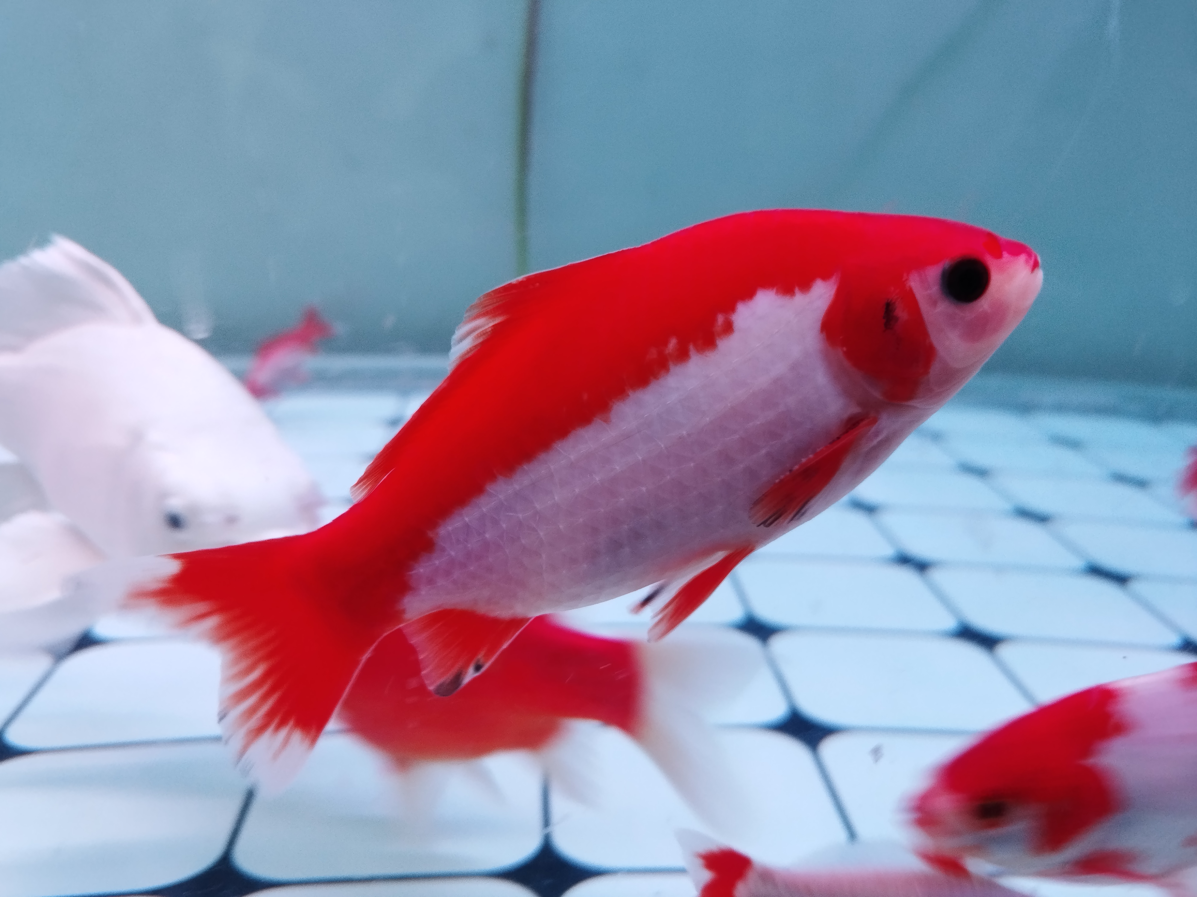 草金十二红，玉面红袍，半身红