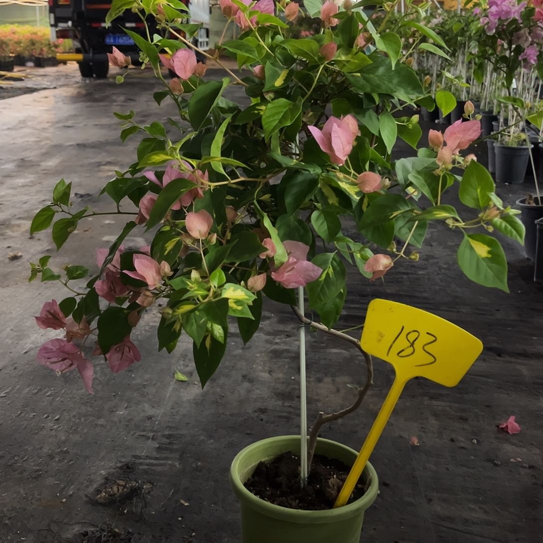 大部分花苞少量开放清*金心橙白 183