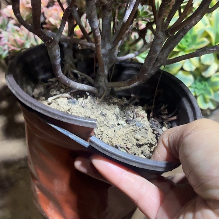 甜茶一棵脱土9.9发货