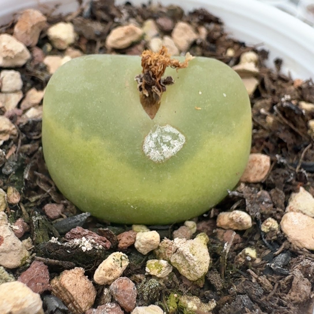 61带盆土发货00000000