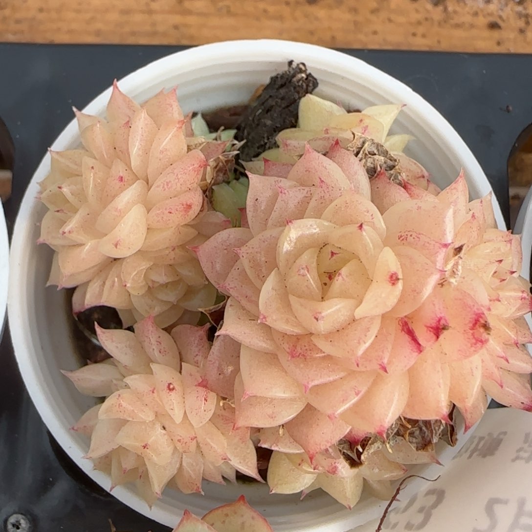 花语逸境0206-163