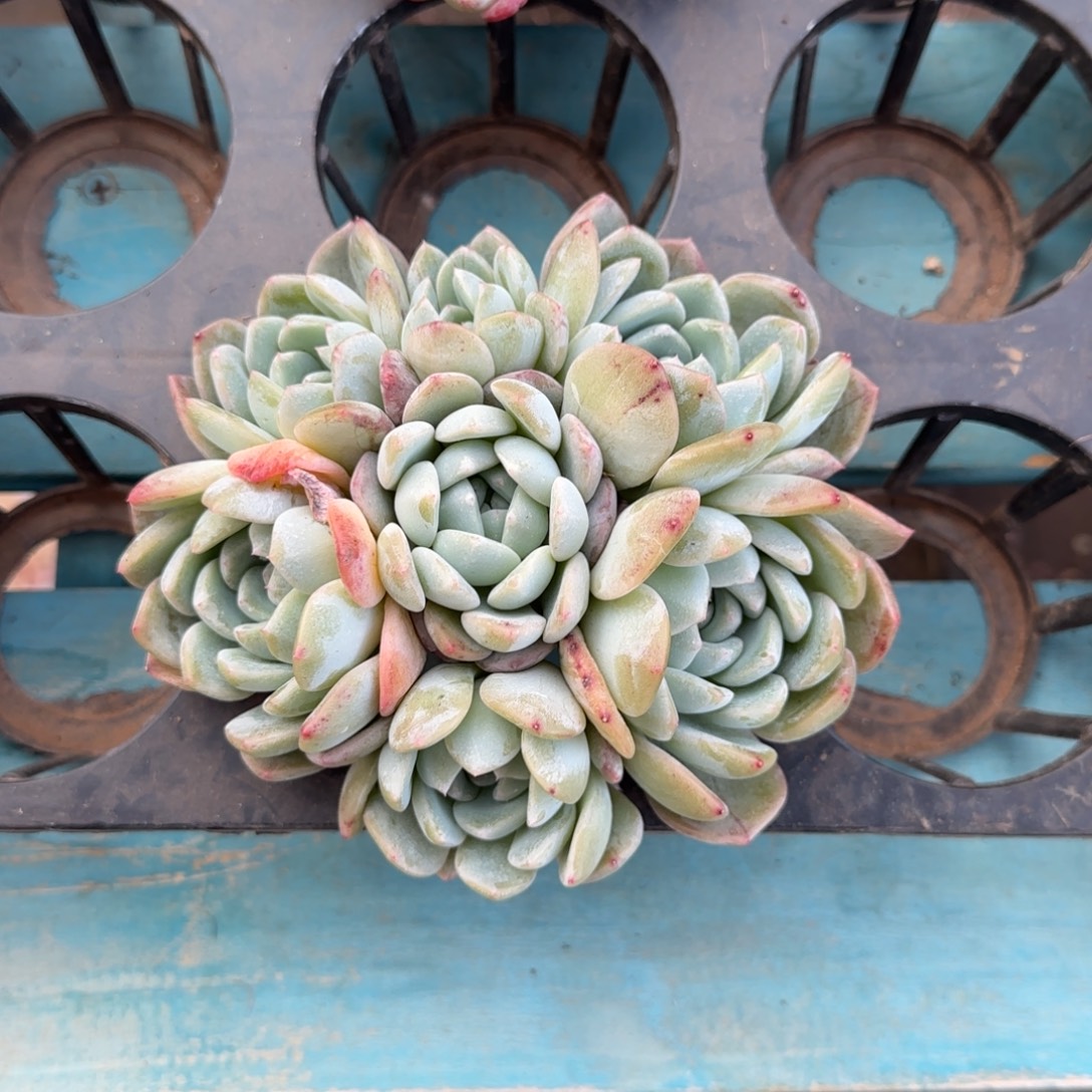 和田玉7头，发货点延迟