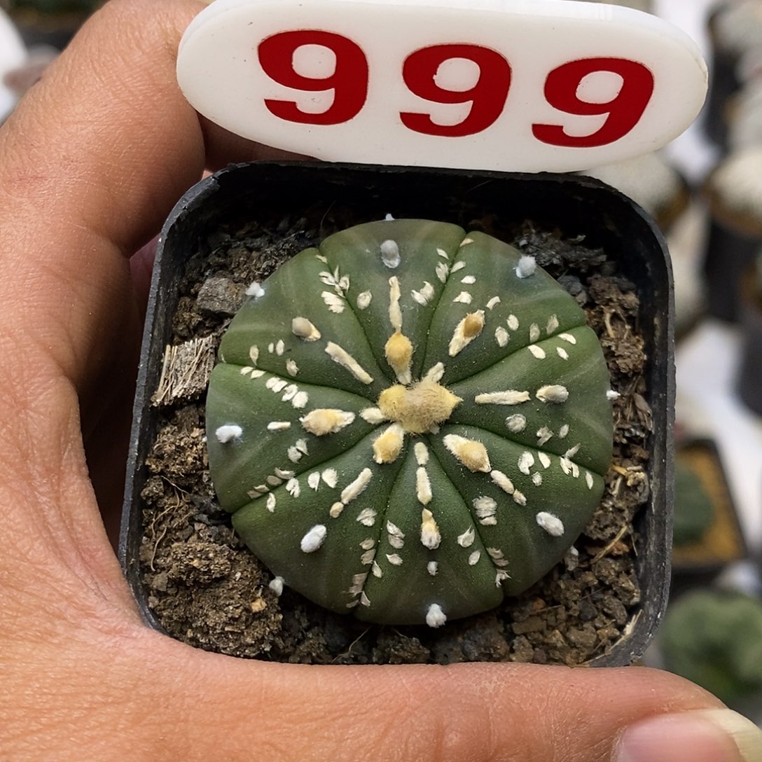 999福利特特价啦来咯