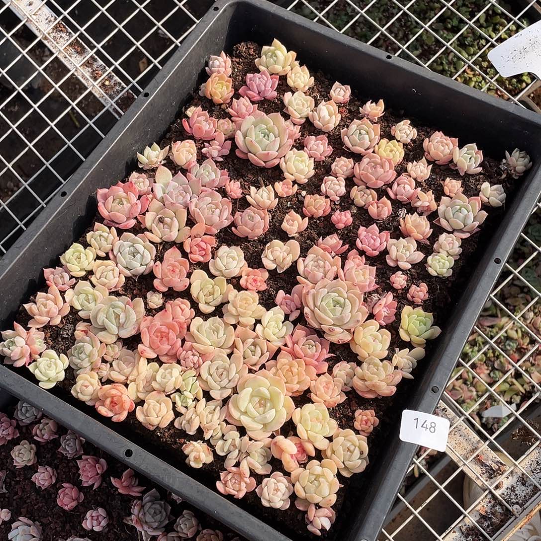 ：***；148。 定。                