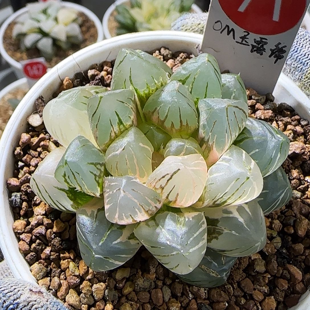 71号OM玉露锦 5.5 厘米左右一物一拍带盆发货