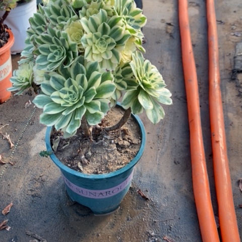 迈巴赫2多肉植物法师