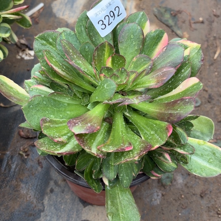 七彩韶羞锦多肉3292