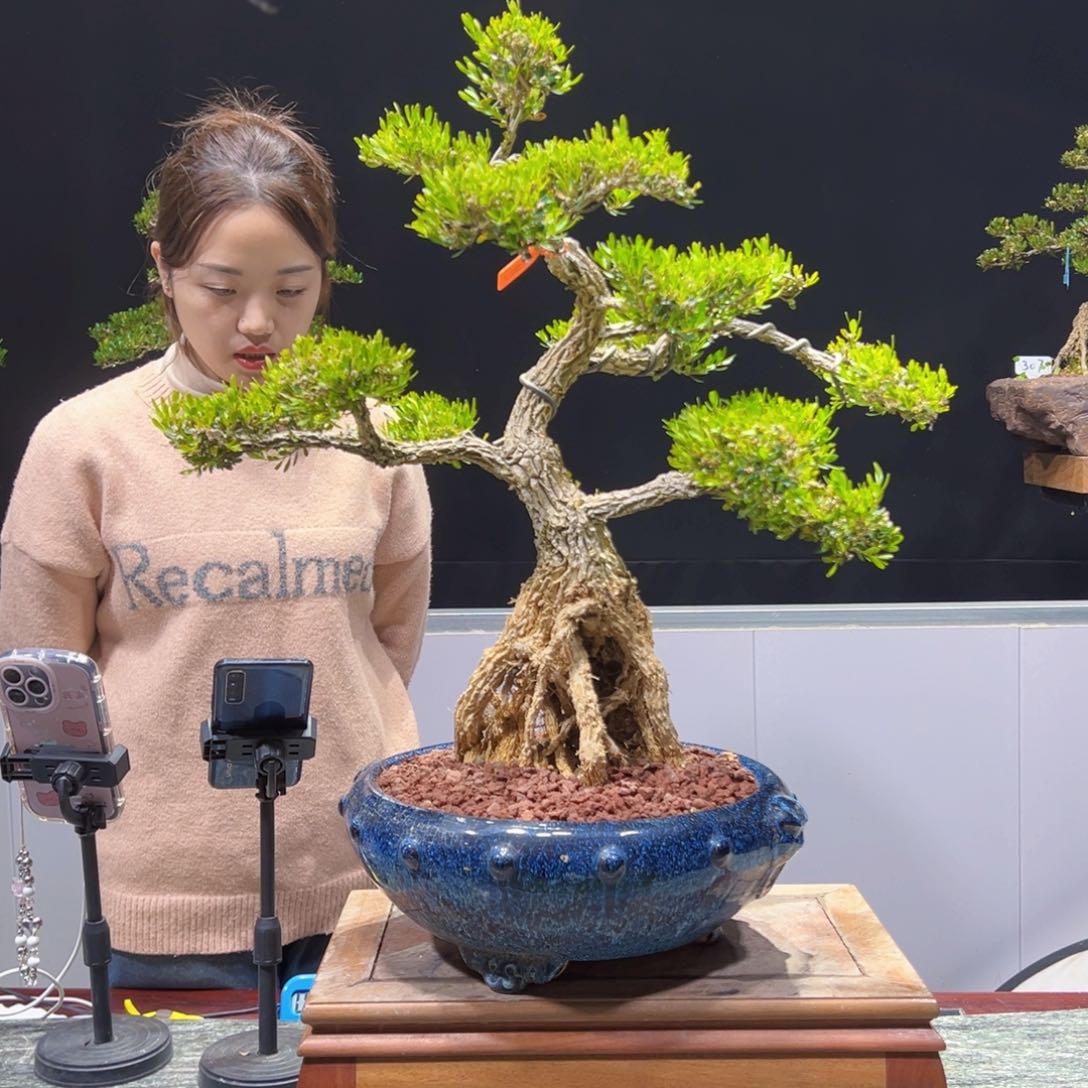 四季常青老桩黄杨盆景