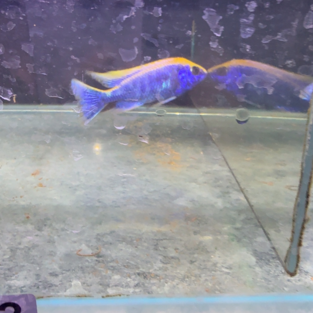 樂***中慈鲷鱼72号金头蓝11-12