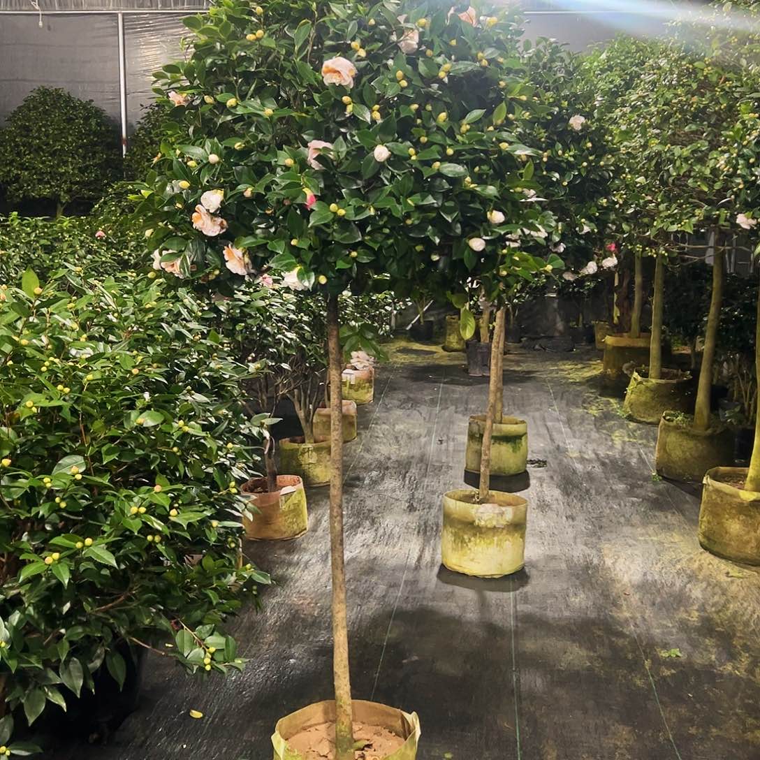 全部花朵大五宝茶花