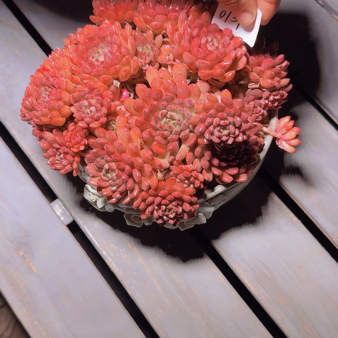 薄***光0137红宝石多肉植物